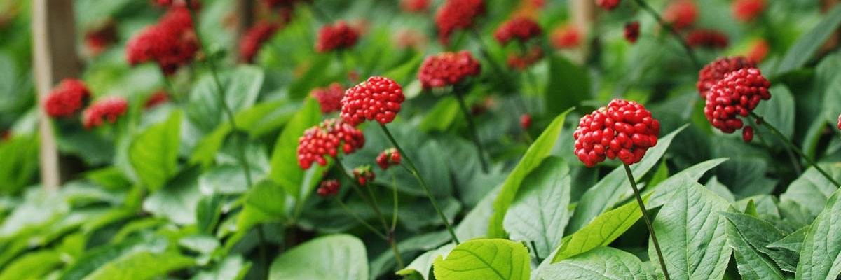 Panax Ginseng Nedir? Ne için Kullanılır?