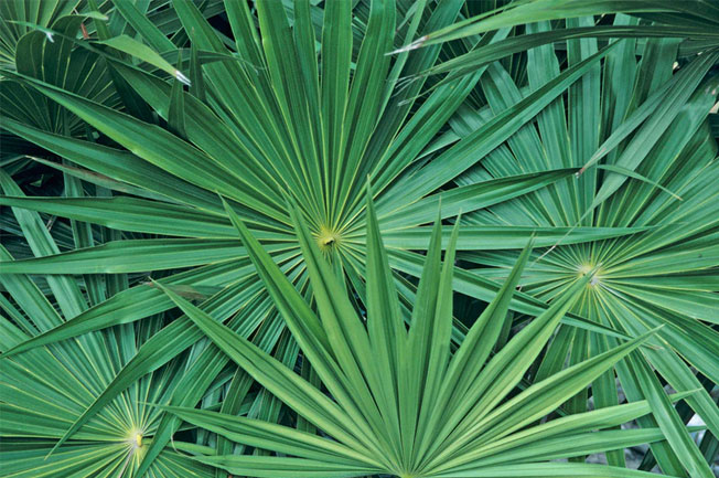 Saw Palmetto