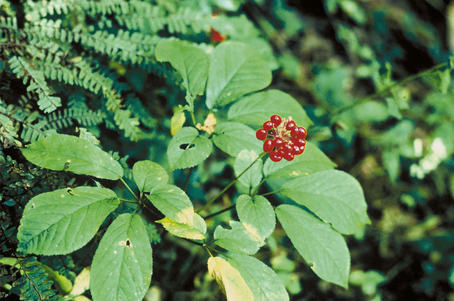 Panax Ginseng