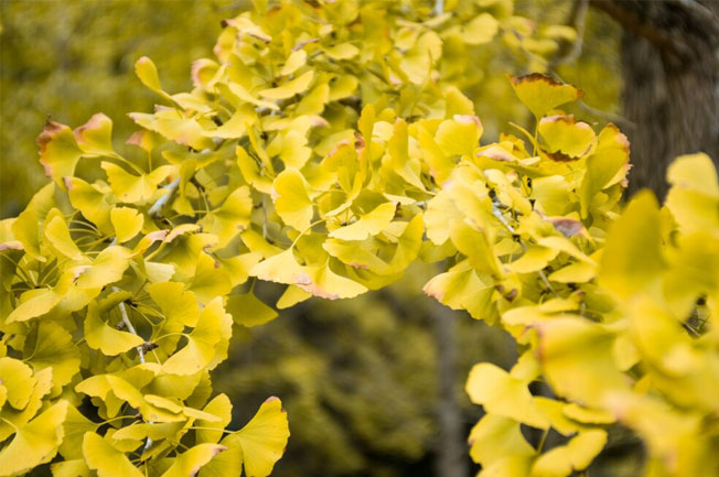 Ginkgo Biloba