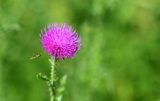 Milk Thistle