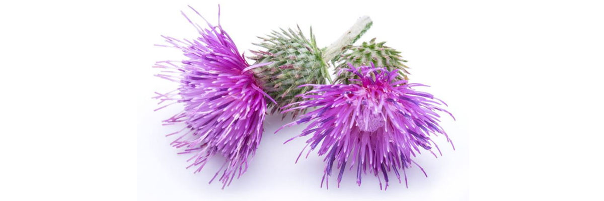 Milk Thistle Nedir?