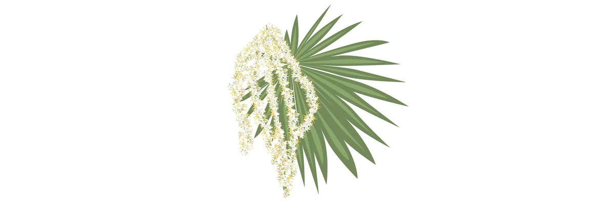 Saw Palmetto Nedir? Faydaları Nelerdir?