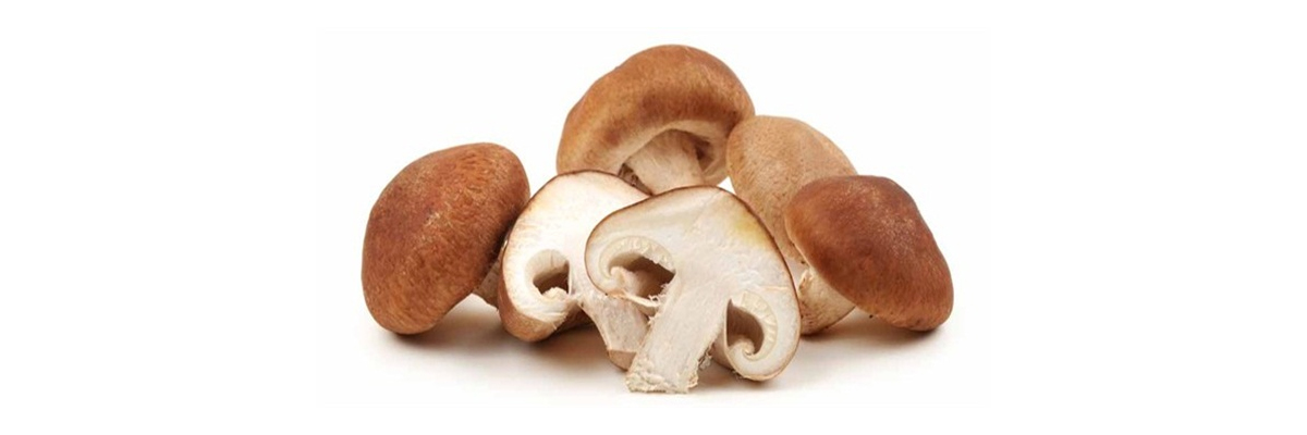 Shiitake Mantarı Nedir, Faydaları Nelerdir?